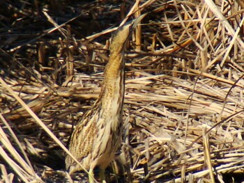 2011年9月24日(土) 東京港野鳥公園の野鳥観察記録