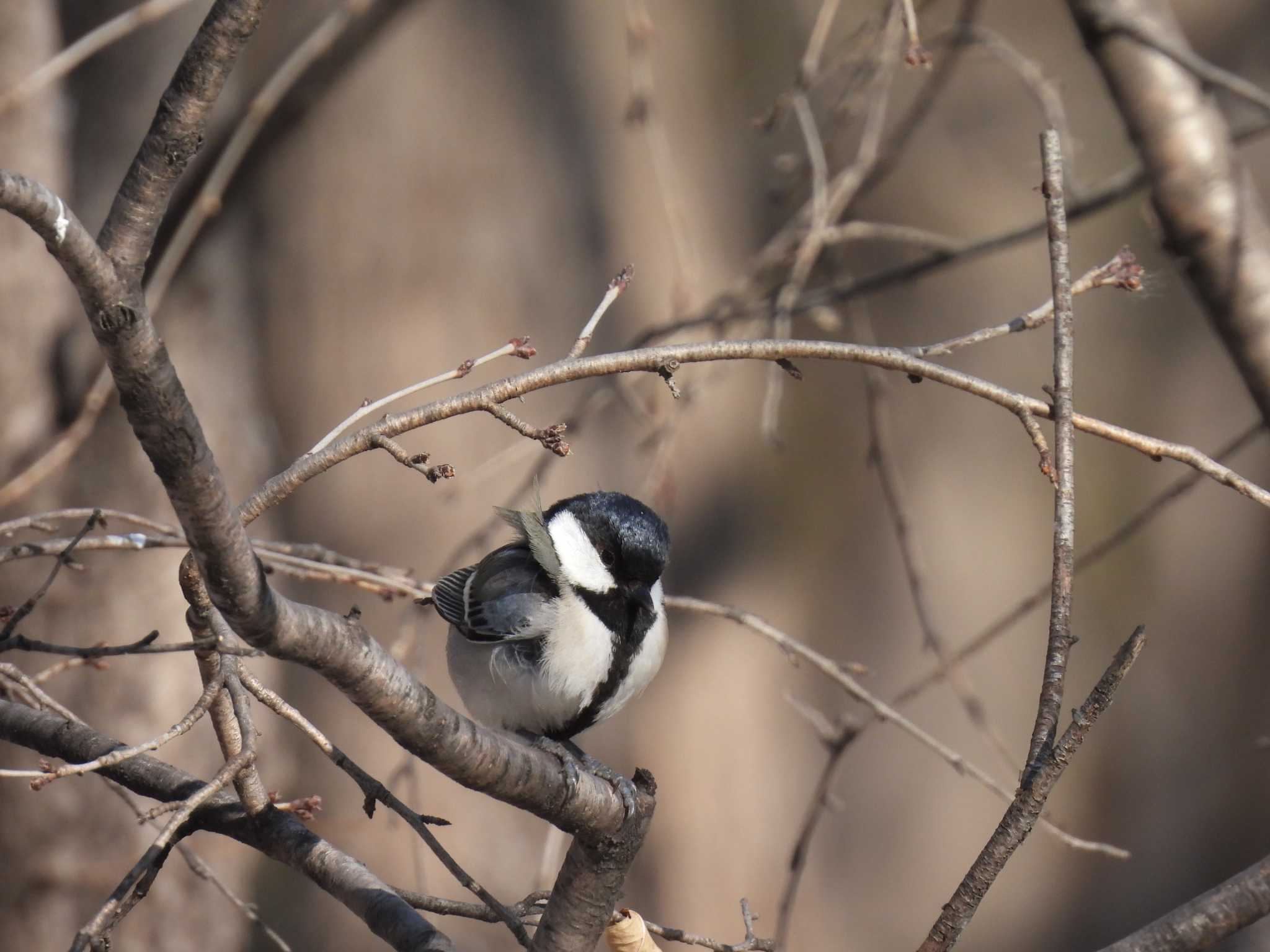 Japanese Tit