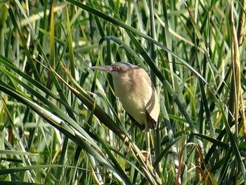 2014年6月21日(土) 愛知県名古屋市法螺貝池の野鳥観察記録