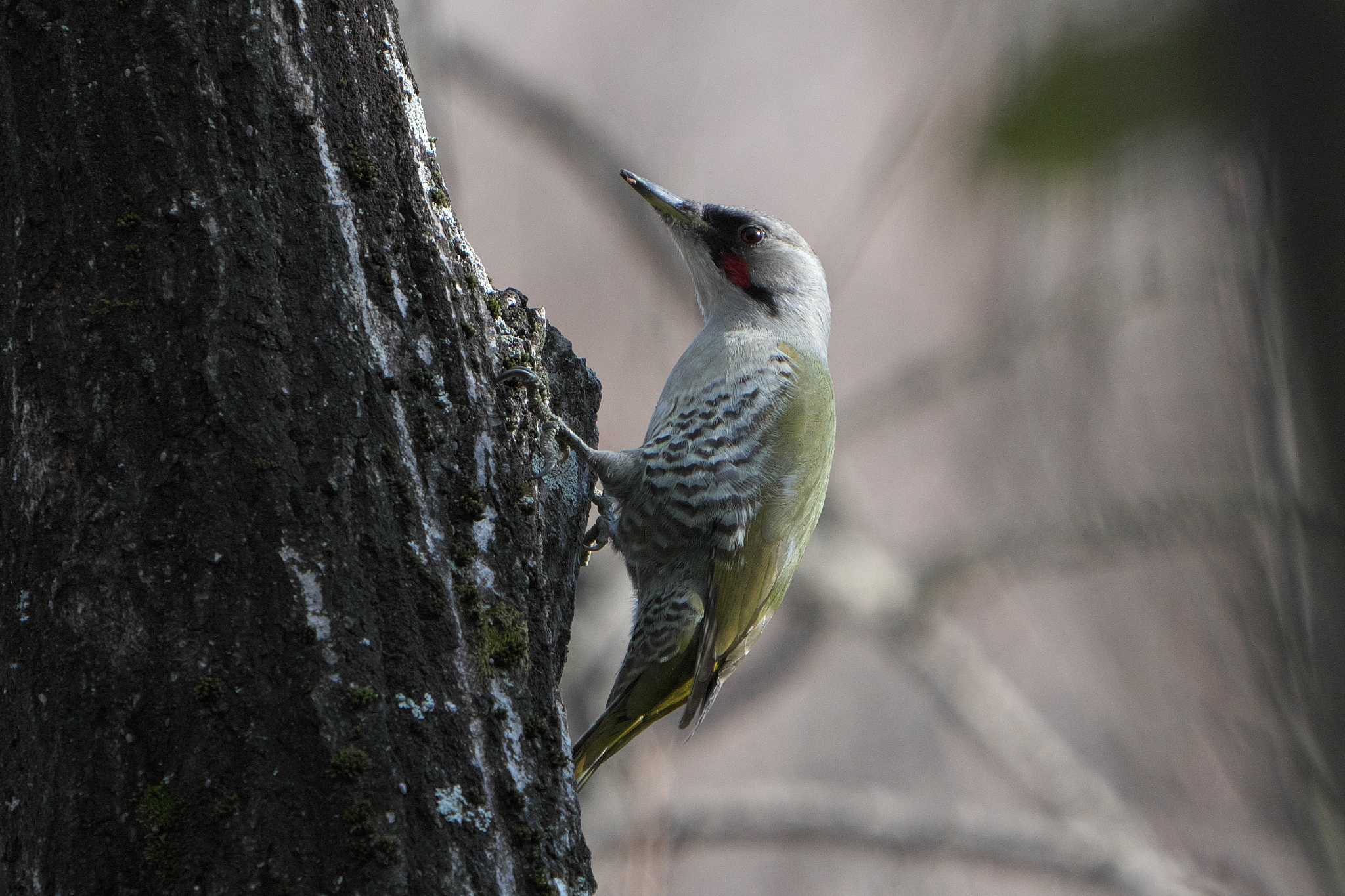 Japanese Green Woodpecker