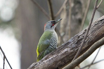 Sun, 2/20/2022 Birding report at 金ヶ崎公園(明石市)