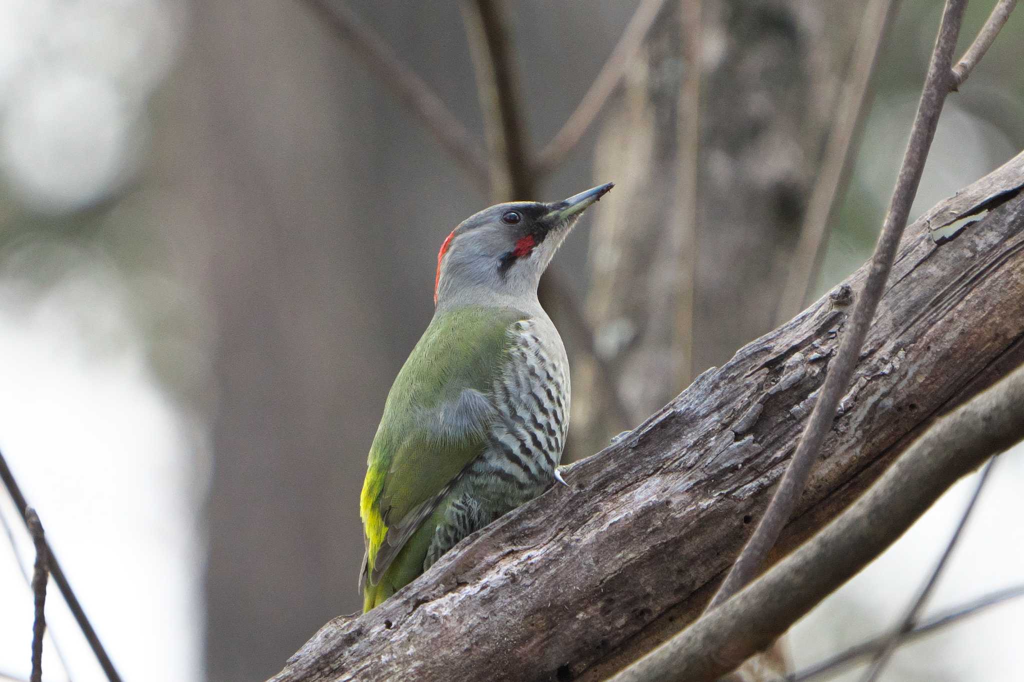 Photo of Japanese Green Woodpecker at 金ヶ崎公園(明石市) by 禽好き