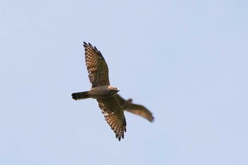 Grey-faced Buzzard Shirakaba-touge Fri, 9/15/2017