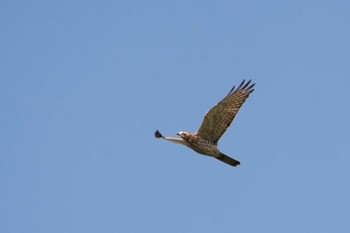 Grey-faced Buzzard Shirakaba-touge Fri, 9/15/2017