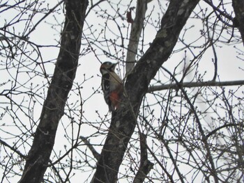 2022年2月20日(日) 生駒山の野鳥観察記録