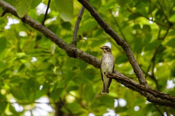 Grey-streaked Flycatcher Osaka Nanko Bird Sanctuary Sun, 9/17/2017