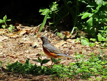 Grey-backed Thrush 庄内緑地公園 Sat, 5/24/2014