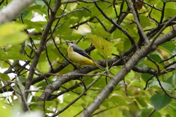 Grey Wagtail Osaka Nanko Bird Sanctuary Sun, 9/17/2017