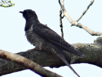 2014年9月23日(火) 祖父江ワイルドネイチャー緑地の野鳥観察記録