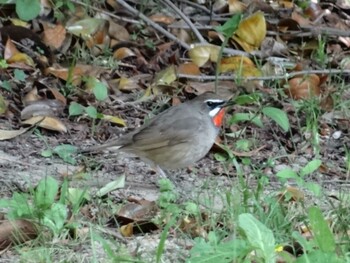 Siberian Rubythroat 庄内緑地公園 Mon, 5/19/2014