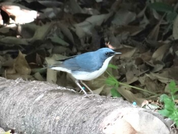 コルリ 庄内緑地公園 2014年4月26日(土)