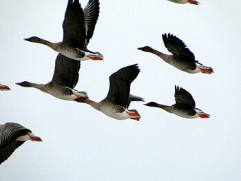 Taiga Bean Goose Fukushimagata Sat, 2/18/2012