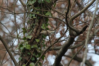 Hawfinch Kodomo Shizen Park Sun, 2/20/2022