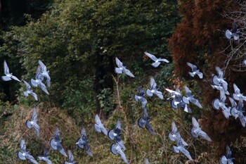 カワラバト こども自然公園 (大池公園/横浜市) 2022年2月20日(日)