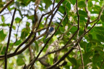 Blue-and-white Flycatcher Osaka Nanko Bird Sanctuary Sun, 9/17/2017