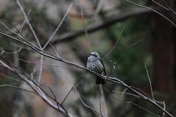 2022年2月20日(日) こども自然公園 (大池公園/横浜市)の野鳥観察記録