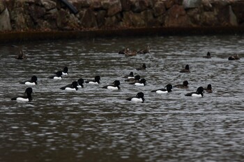 キンクロハジロ こども自然公園 (大池公園/横浜市) 2022年2月20日(日)