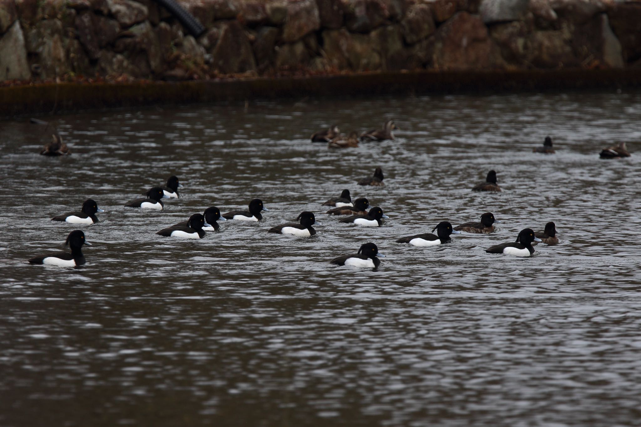 Tufted Duck