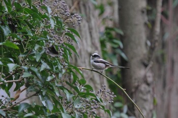 Long-tailed Tit Kodomo Shizen Park Sun, 2/20/2022