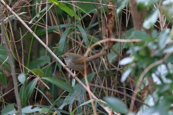 Japanese Bush Warbler Kodomo Shizen Park Sun, 2/20/2022