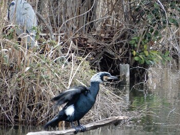 Great Cormorant Shakujii Park Sun, 2/20/2022