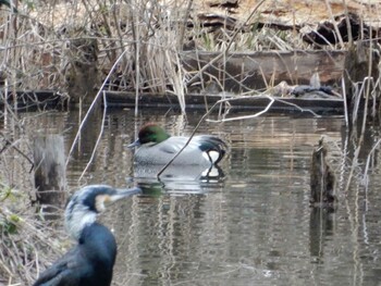 Falcated Duck Shakujii Park Sun, 2/20/2022