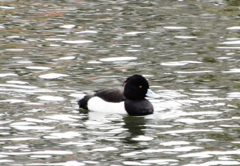 Tufted Duck Shakujii Park Sun, 2/20/2022