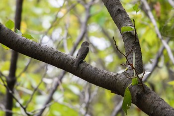 Asian Brown Flycatcher Osaka Nanko Bird Sanctuary Sun, 9/17/2017