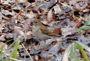 Pale Thrush Shakujii Park Sun, 2/20/2022