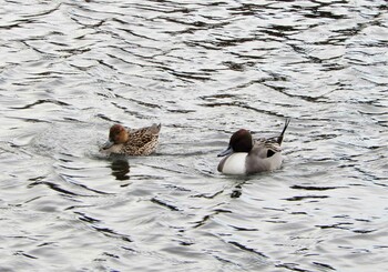 Northern Pintail Shakujii Park Sun, 2/20/2022