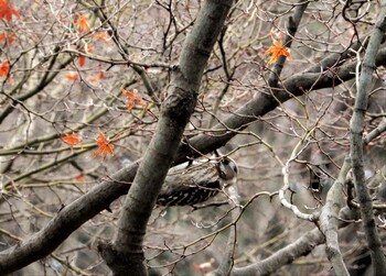 コゲラ 石神井公園 2022年2月20日(日)