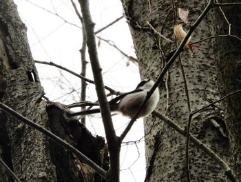 Long-tailed Tit Shakujii Park Sun, 2/20/2022