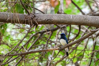 Blue-and-white Flycatcher Osaka Nanko Bird Sanctuary Sun, 9/17/2017