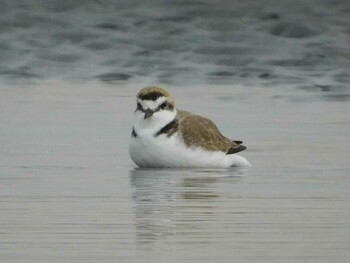 2022年2月19日(土) ふなばし三番瀬海浜公園の野鳥観察記録