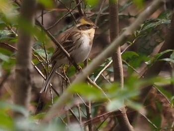 Yellow-throated Bunting 青梅丘陵 Sat, 2/19/2022