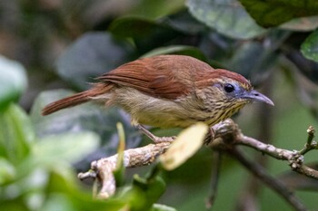 ムナフムシクイチメドリ シンガポール植物園 2022年2月20日(日)