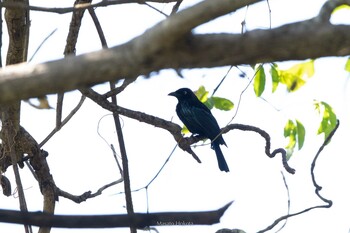 Hair-crested Drongo Tangkoko NR(Indonesia Sulawesi Island) Mon, 8/12/2019