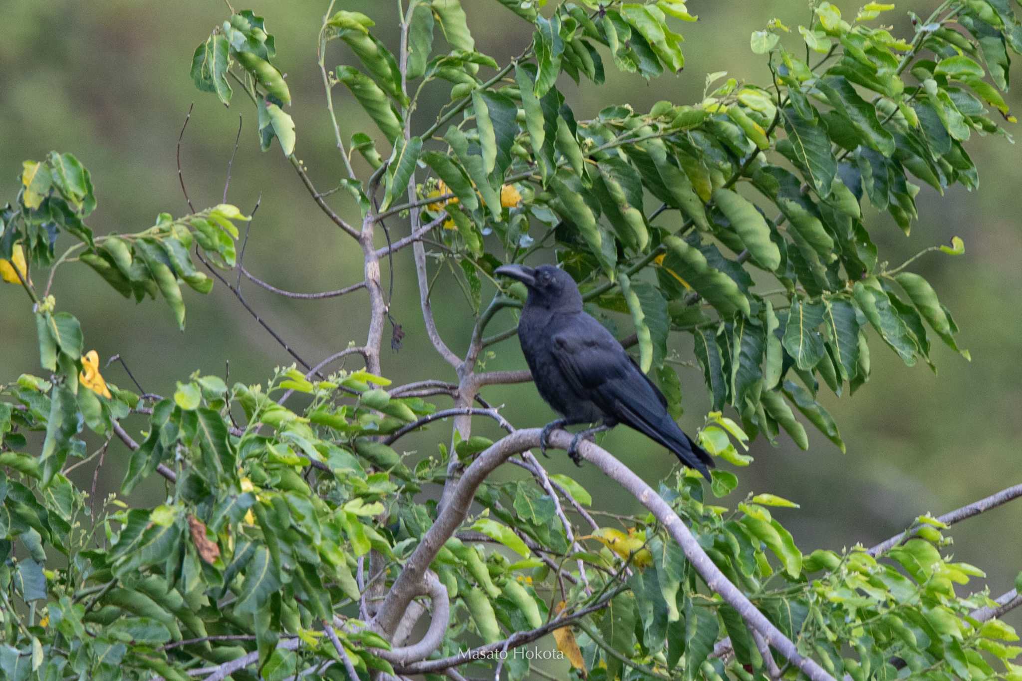 Photo of Slender-billed Crow at Tangkoko NR(Indonesia Sulawesi Island) by Trio