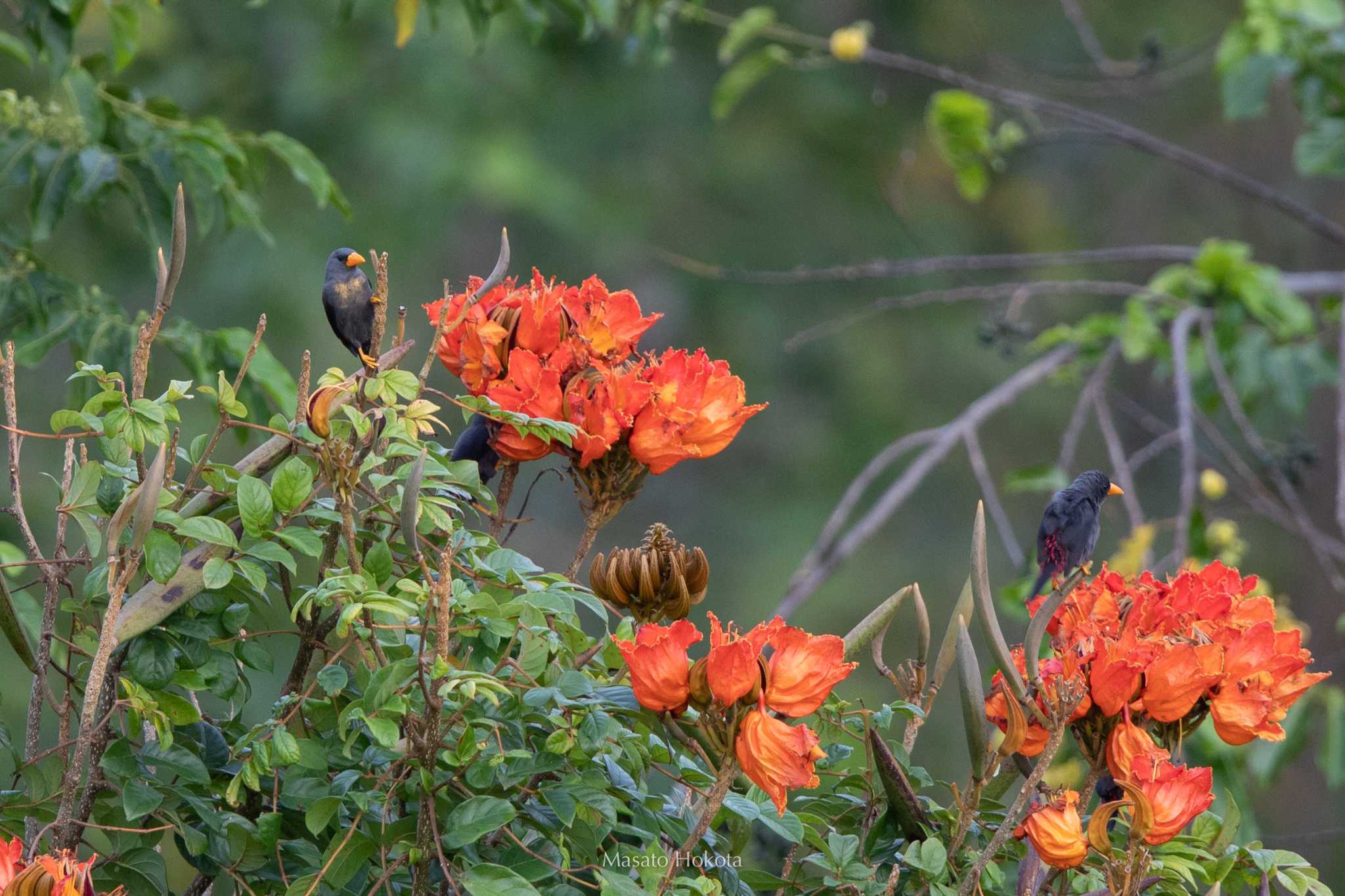 Photo of Grosbeak Starling at Tangkoko NR(Indonesia Sulawesi Island) by Trio