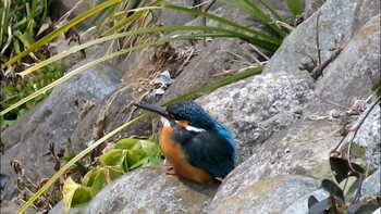 2022年2月17日(木) 武蔵関公園とその周辺の野鳥観察記録