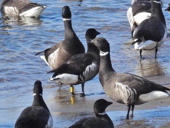 コクガン 北海道函館市志海苔町 2022年2月20日(日)