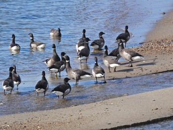 コクガン 北海道函館市志海苔町 2022年2月20日(日)