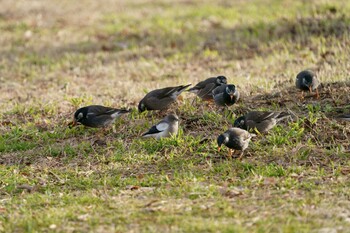 White-shouldered Starling Unknown Spots Sun, 1/30/2022