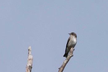 Grey-streaked Flycatcher Shirakaba-touge Fri, 9/15/2017