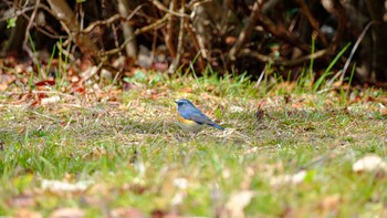 Red-flanked Bluetail 南千里公園 Sun, 2/20/2022