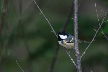 Coal Tit Shirakaba-touge Fri, 9/15/2017