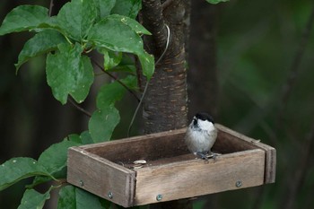 Willow Tit Shirakaba-touge Fri, 9/15/2017