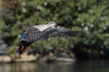 カルガモ こども自然公園 (大池公園/横浜市) 2022年2月6日(日)