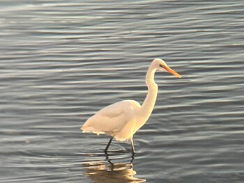 2022年2月21日(月) 浜名湖の野鳥観察記録