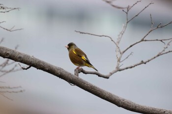 カワラヒワ 大阪城公園 2022年2月20日(日)